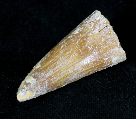 Large Cretaceous Fossil Crocodile Tooth - Morocco #19124